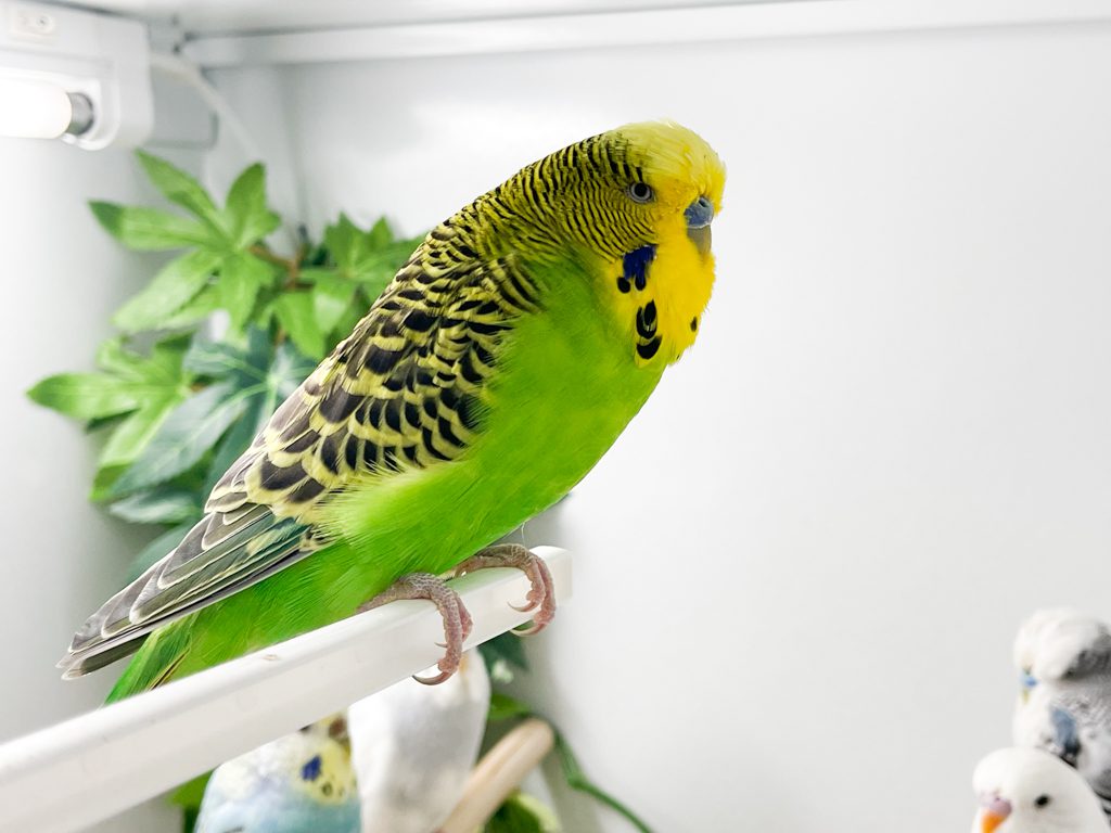 Budgies for sale