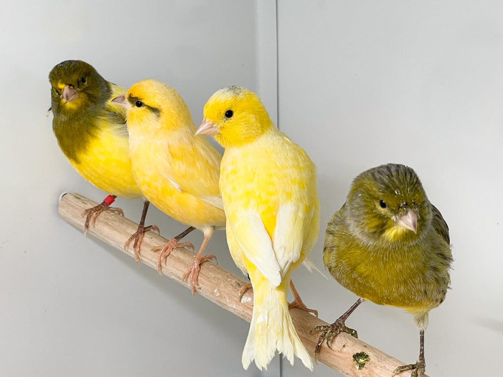 canaries for sale sat on perch