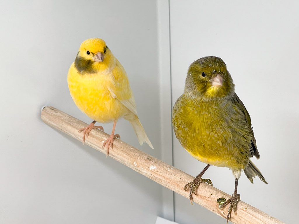 Canaries sat on perch