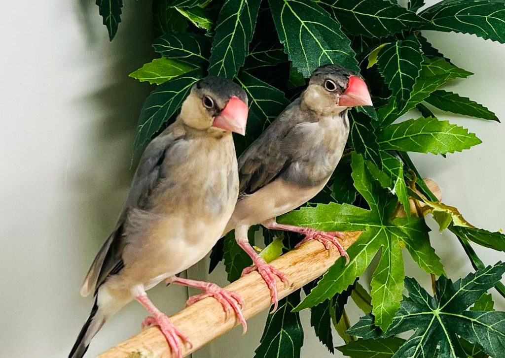 Java finch on perch