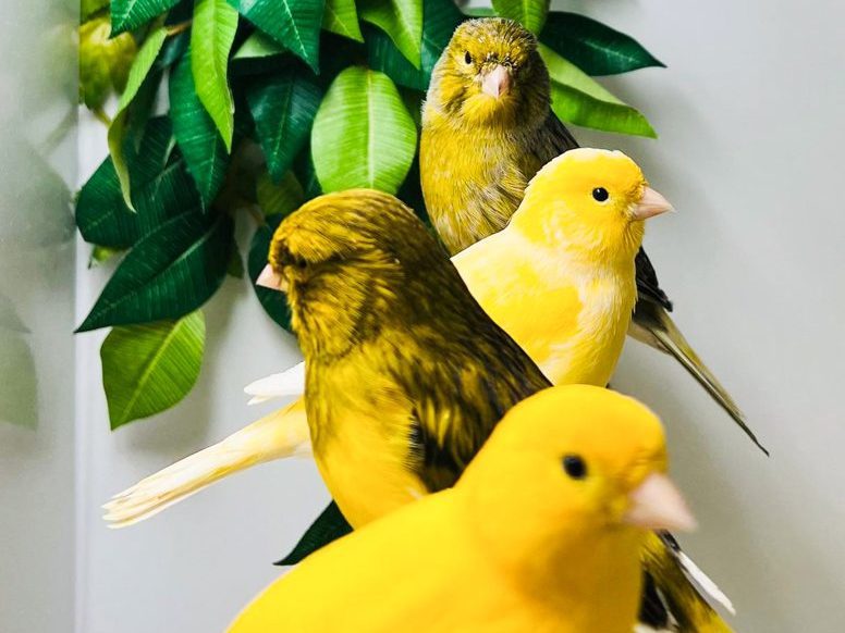 group of canaries on perch