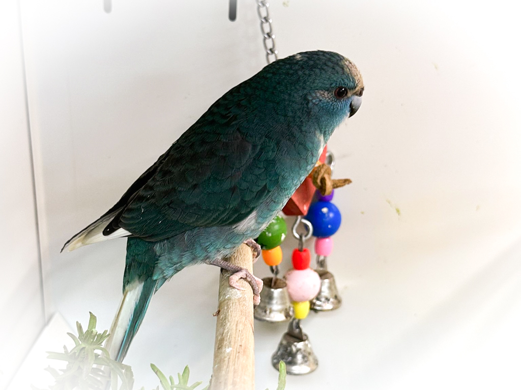 Turquoise Kakariki 6-12 months CB