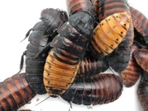 hissing cockroach care sheet