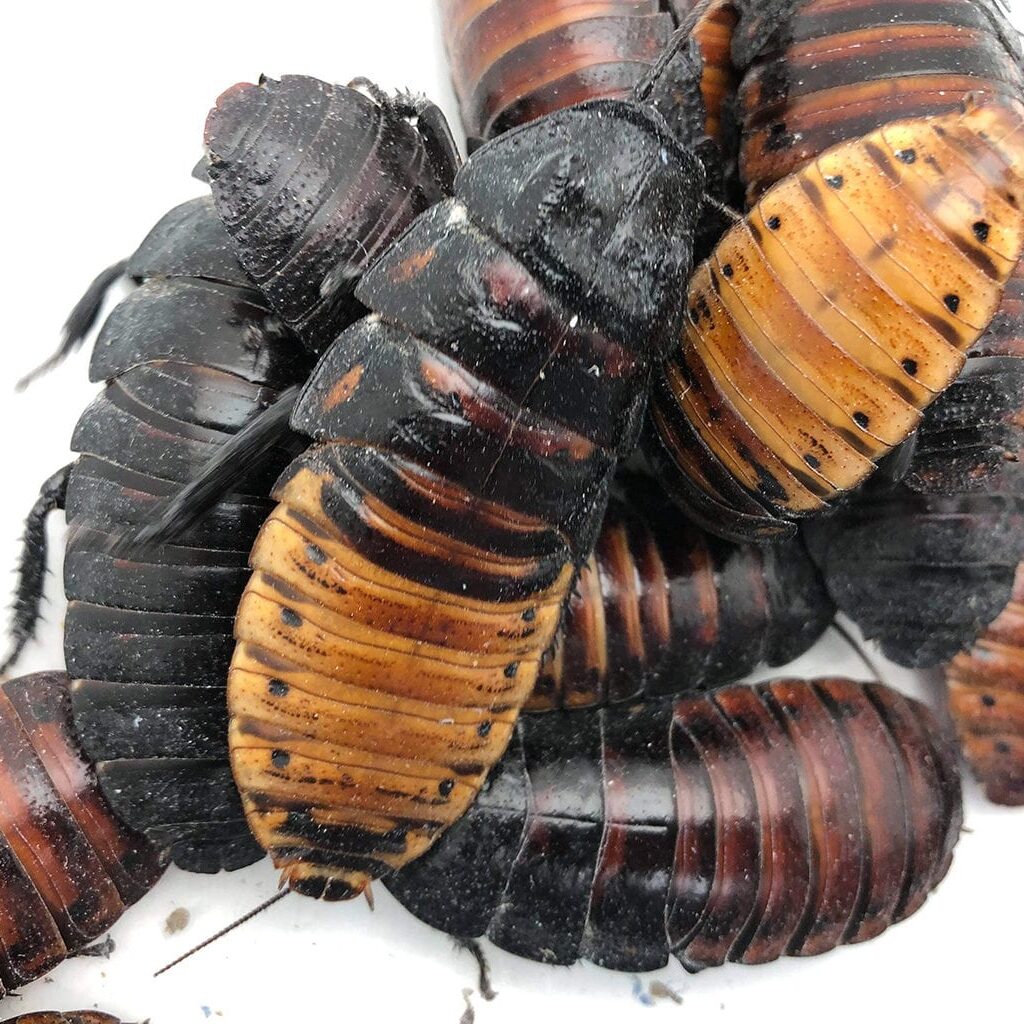 hissing cockroach care sheet