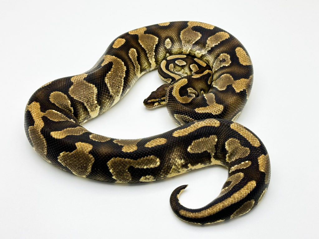 Female Yellowbelly 100% het Pied Royal Python 2200g CB17