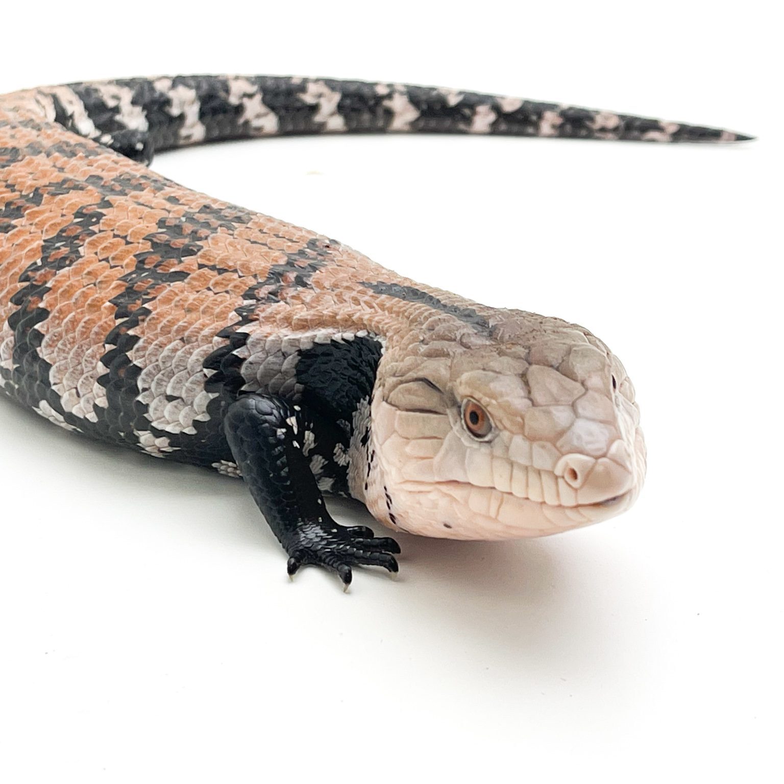 'Halmahera' Blue Tongue Skink CB21