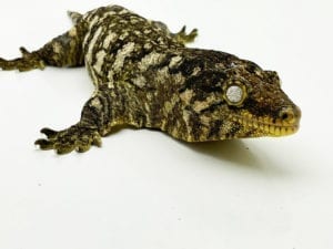 leachianus gecko care sheet