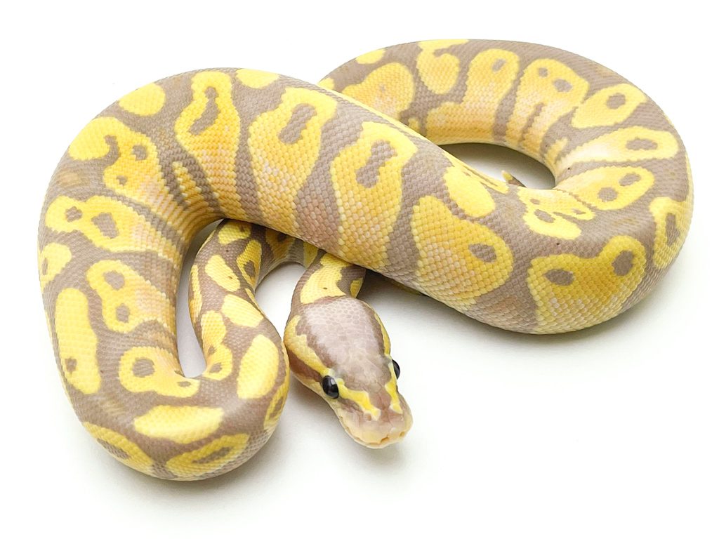 Male Pastel Banana DH Clown/Albino Royal Python CB22