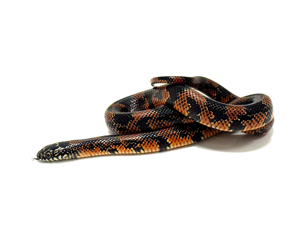 King Snakes - Blackpool Reptiles & Aquatics