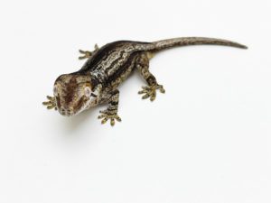 Aberrant Black & White Stripe Gargoyle Gecko CB21