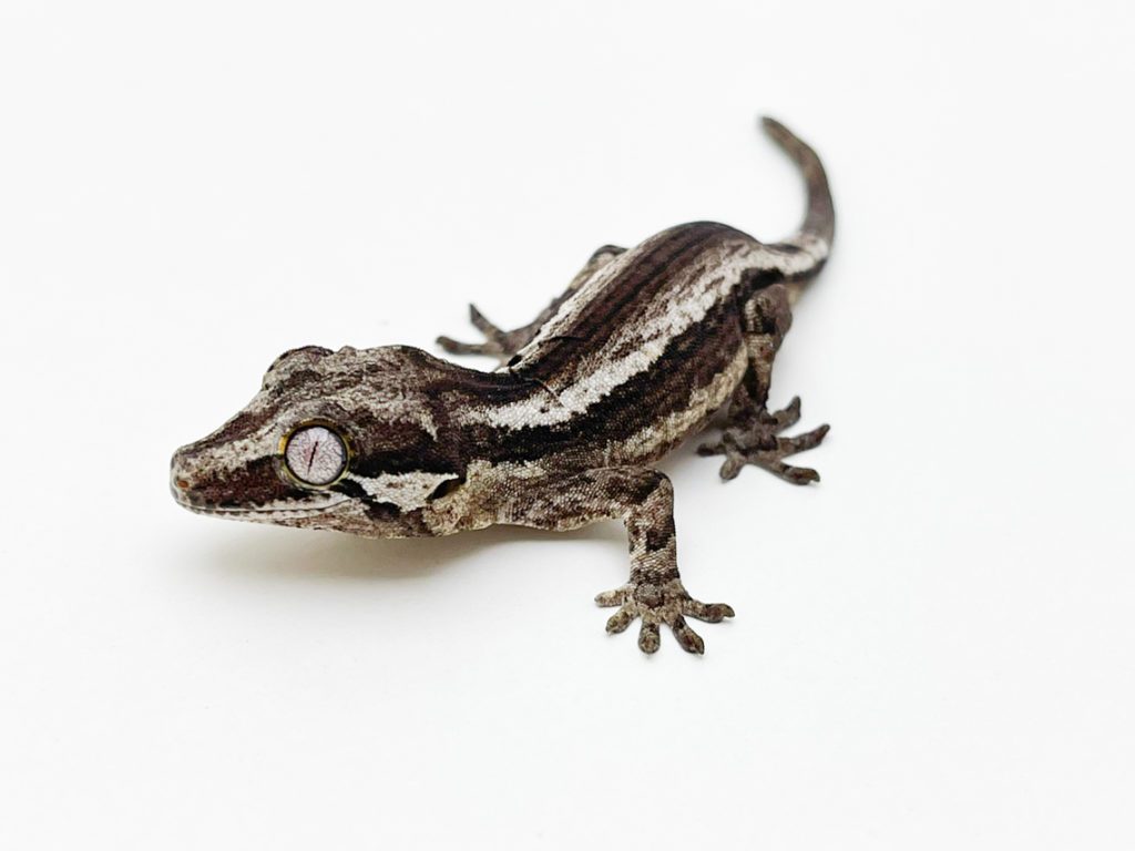 Black and White Super Stripe (regrown tail) Gargoyle Gecko CB21