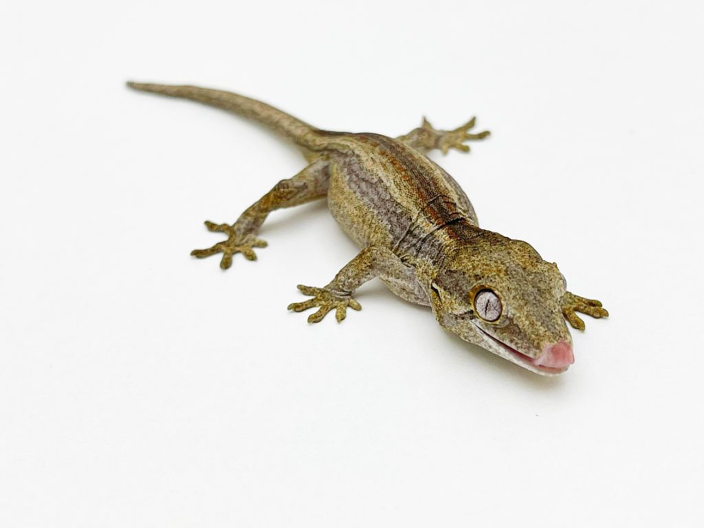 Breeding Projects – Gargoyle Geckos