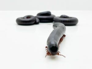 Giant African Train Millipede WC