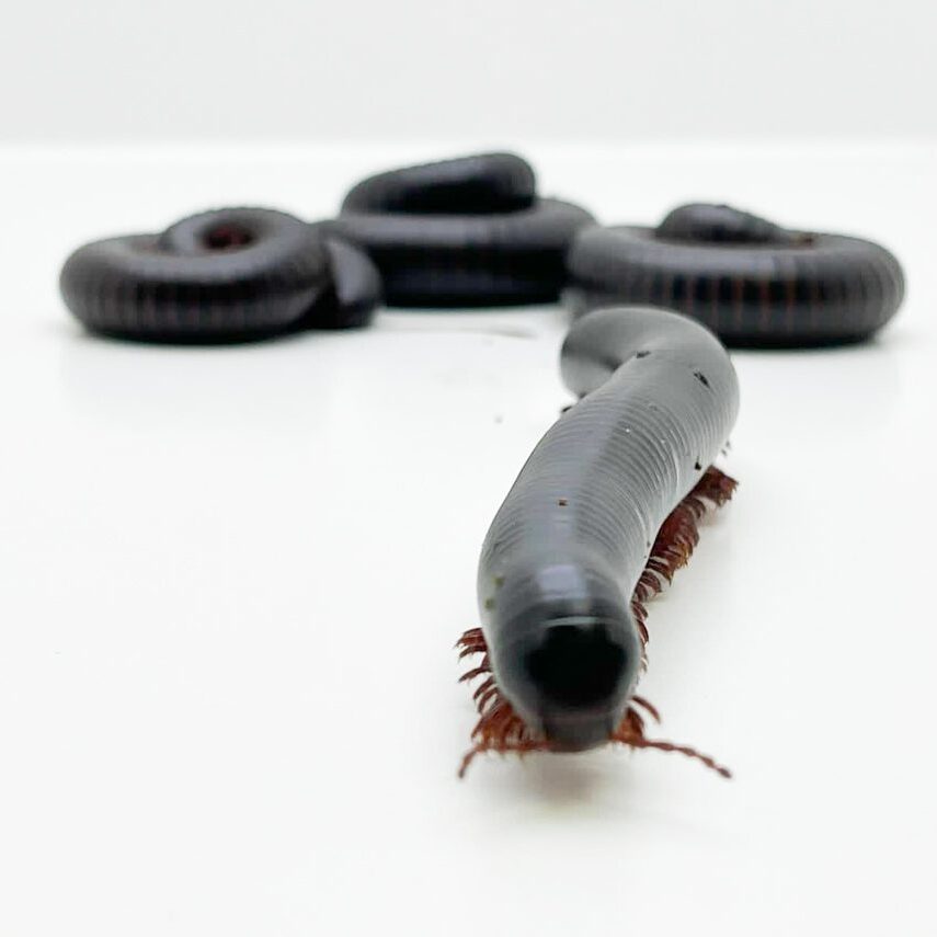 Giant African Train Millipede WC