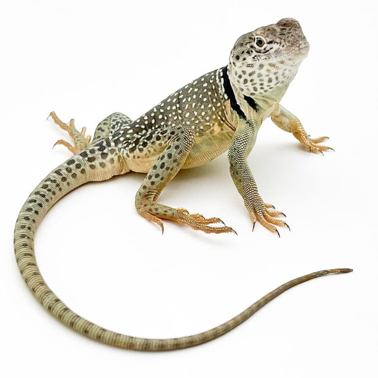 Male Collared Lizard CB20