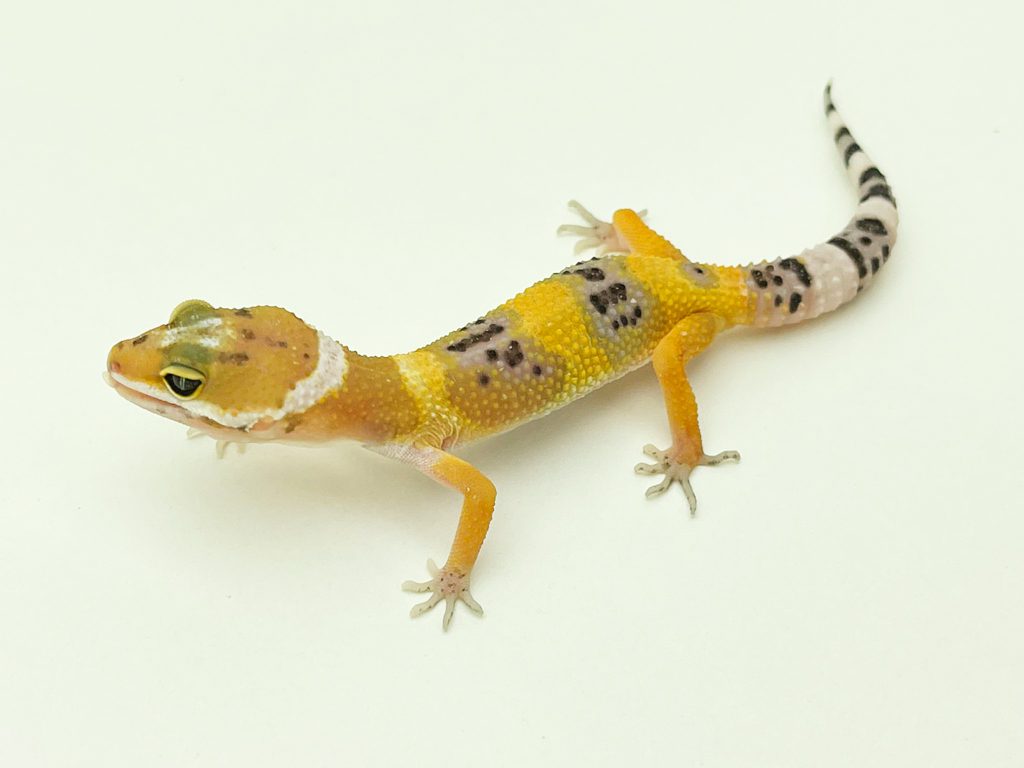 Hypo Leopard Gecko CB22