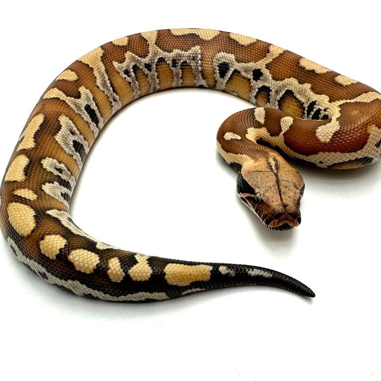 Male Blood Python CB23