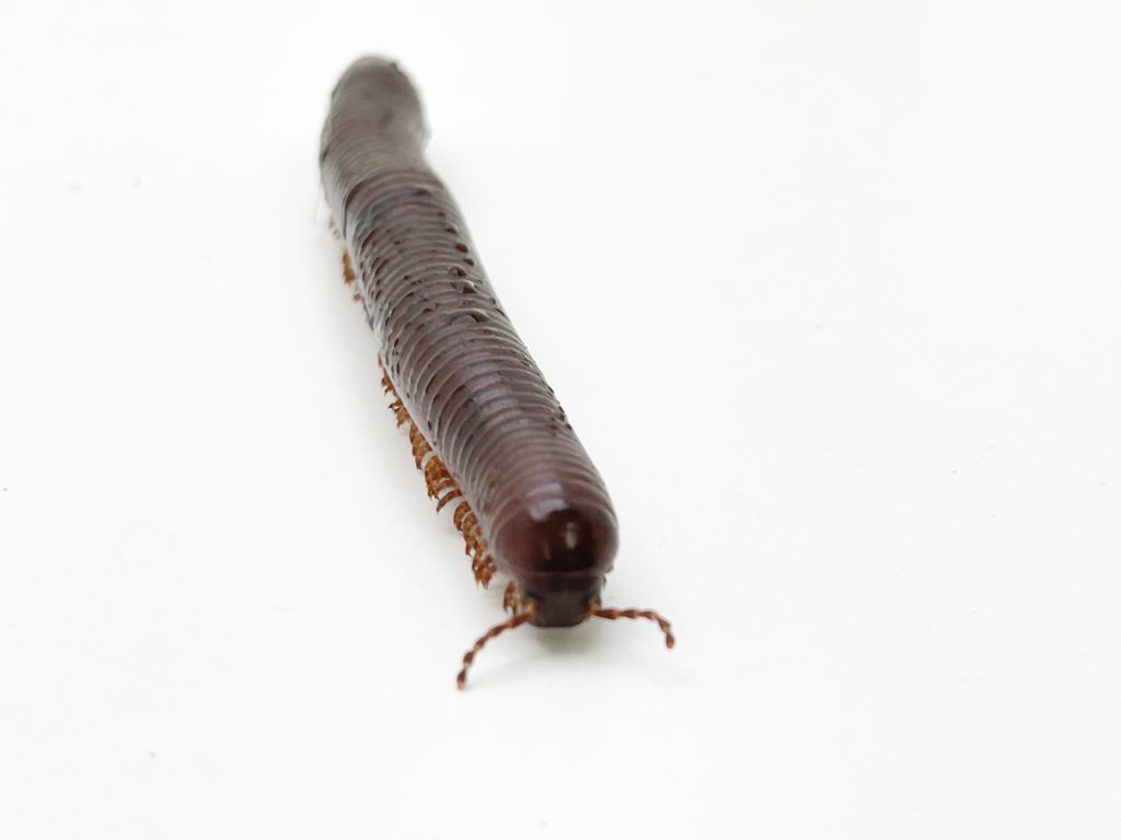 Chocolate Millipede 10cm