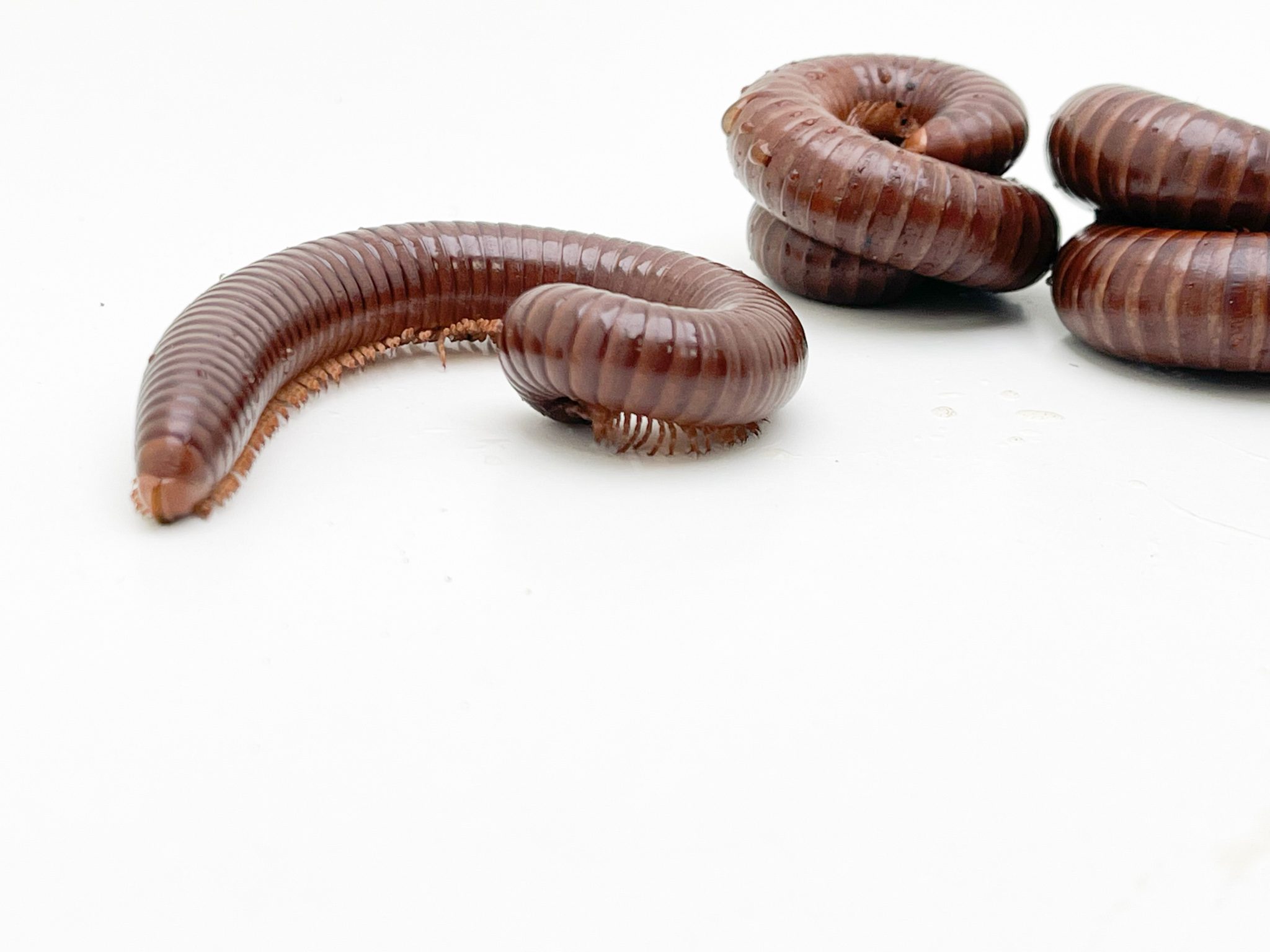 Chocolate Millipede 10cm