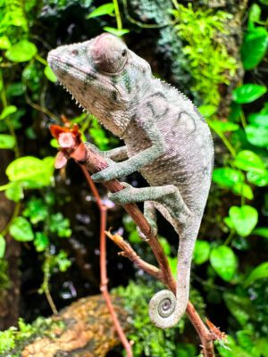 Male Nosy Be Panther Chameleon CB23
