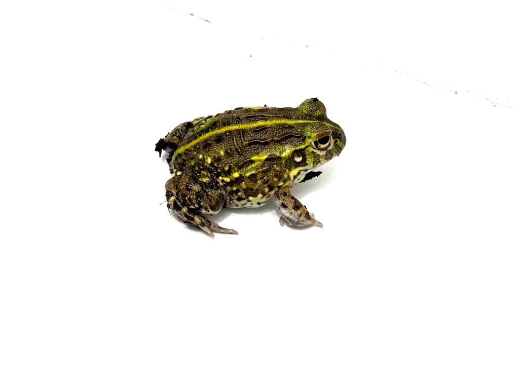 Giant African Bullfrog 3-6cm CB24