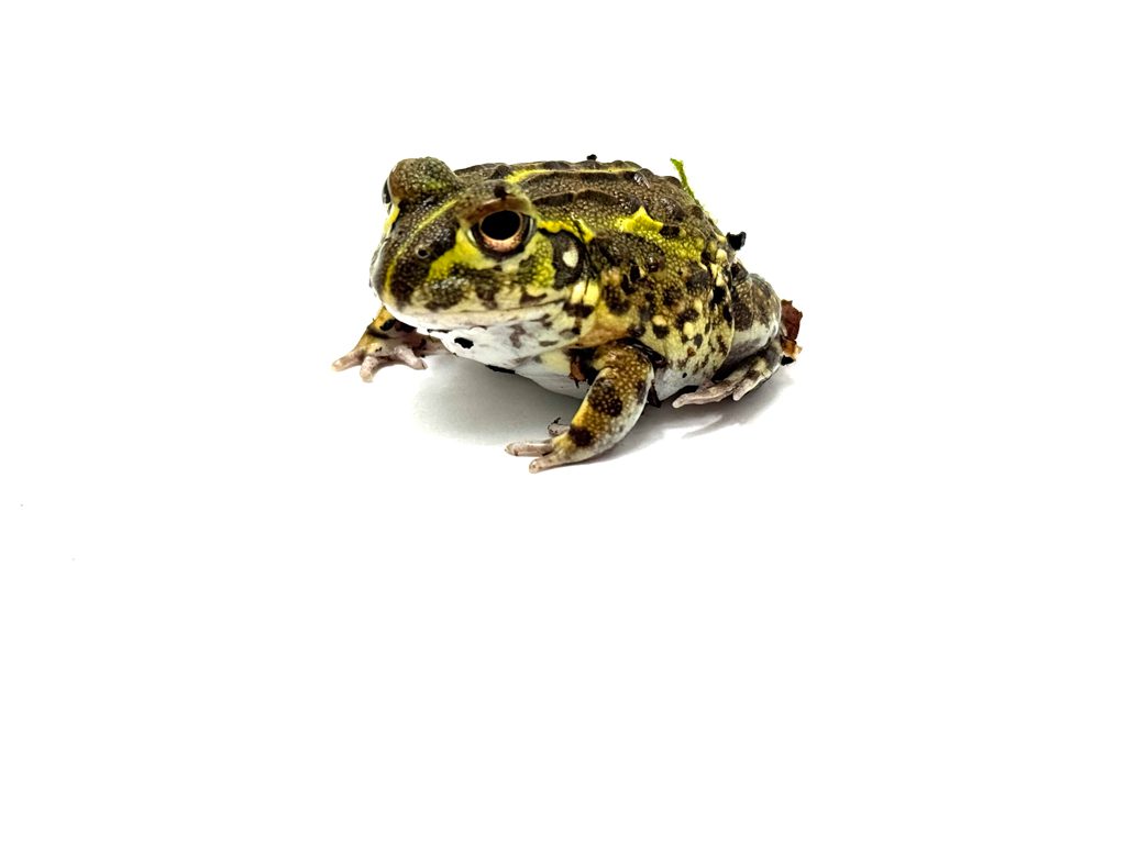 Giant African Bullfrog 3-6cm CB24