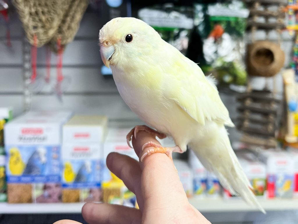 Female Pied Kakariki CB22