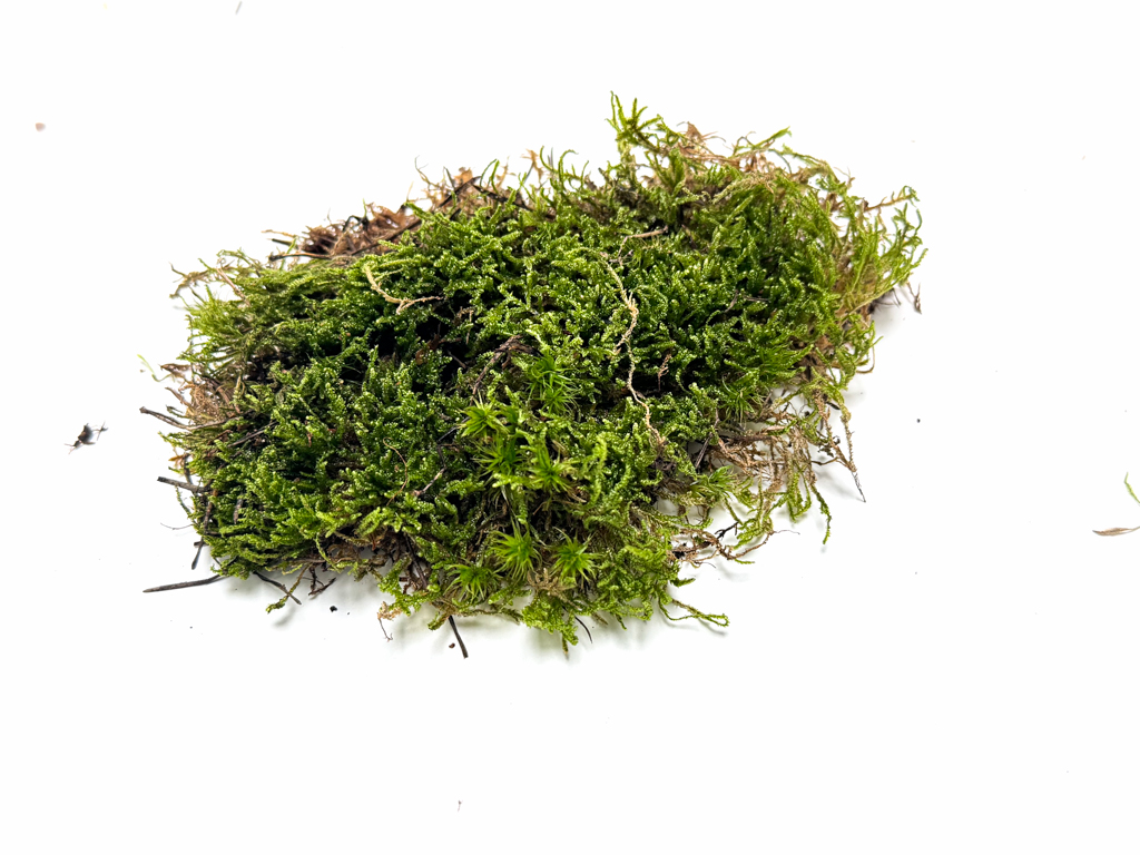 BPL Carpet Moss 500ml