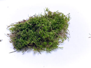 BPL Carpet Moss 1000ml