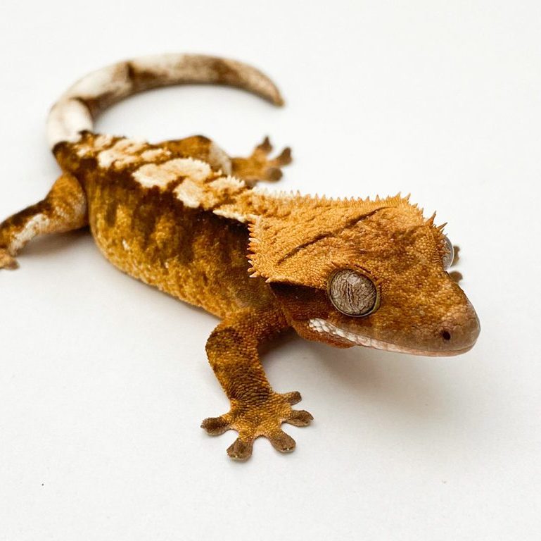 Tri Color Extreme Harlequin Crested Gecko CB21
