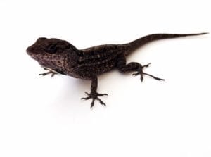 Brown Anole WC
