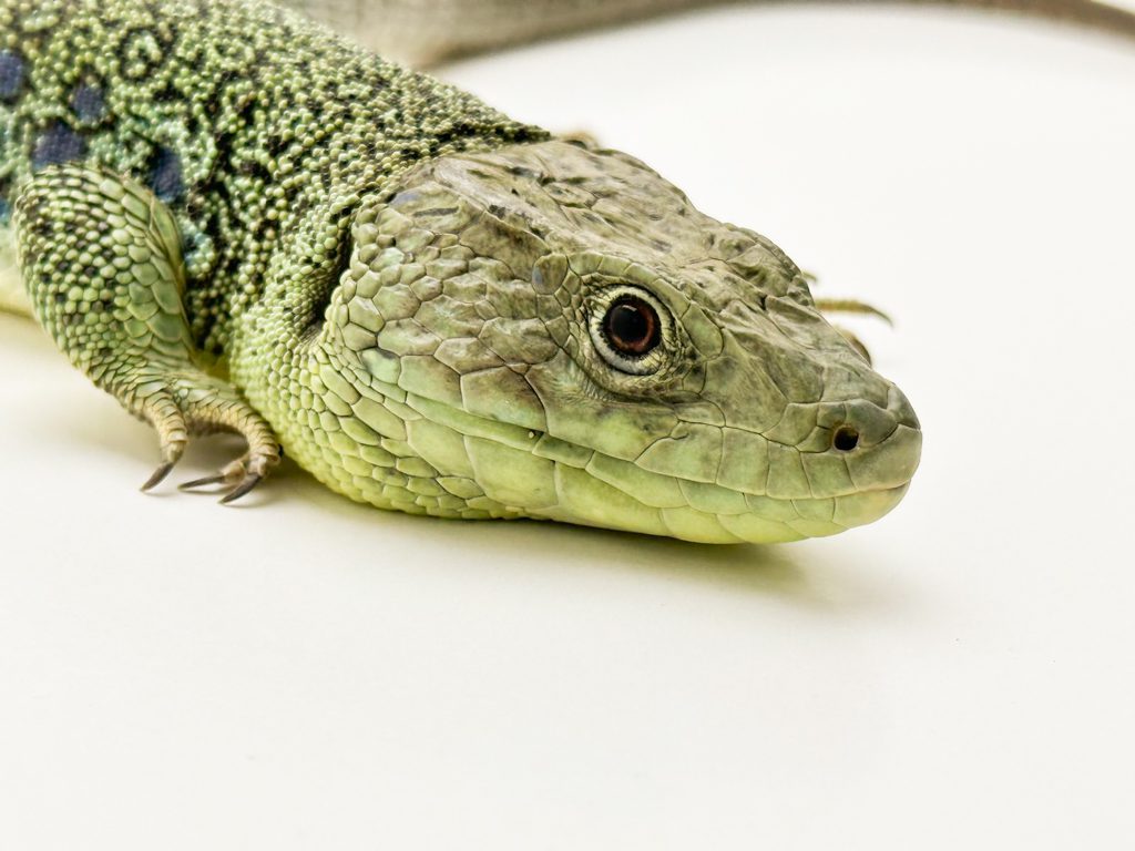 Male European Eyed Lizard CB21