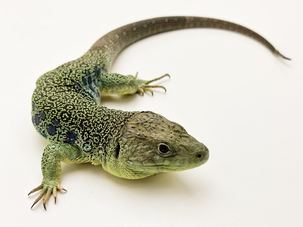 Male European Eyed Lizard CB21