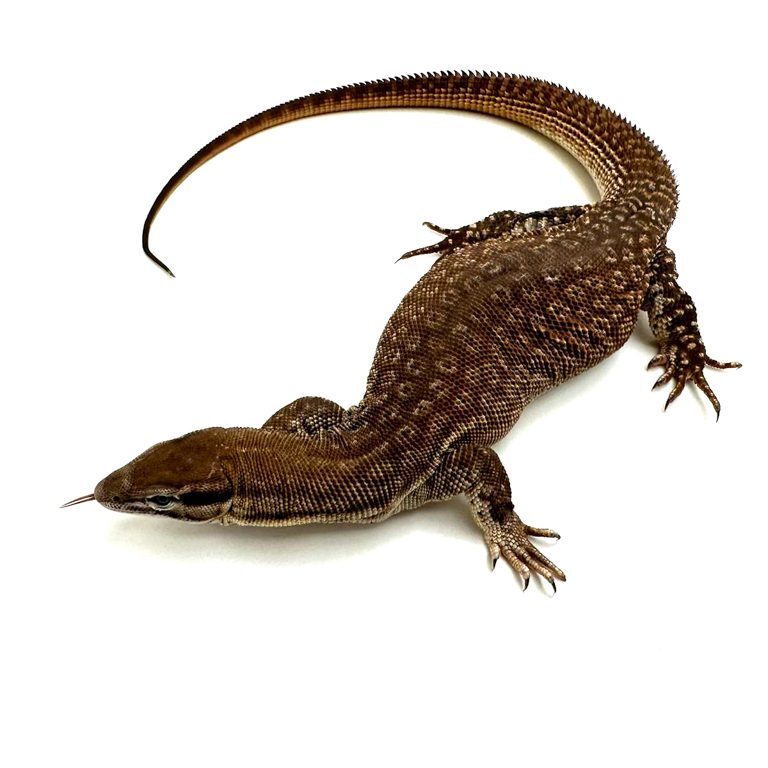 Female Ackie Monitor CB21