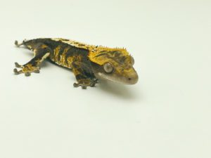 Tricolor Dalmatian (Dropped Tail) Crested Gecko CB21