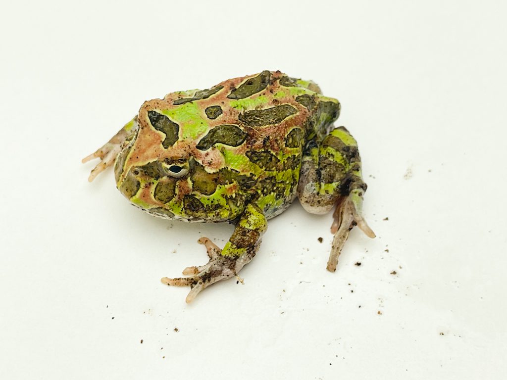 Camouflage Horned Frog CB22