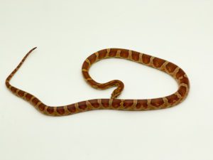 Female Hypo Corn Snake CB21