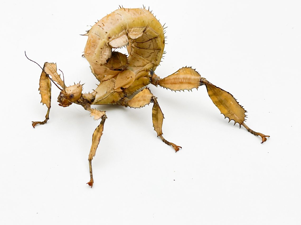 Macleay's Spectre Stick Insect Adult