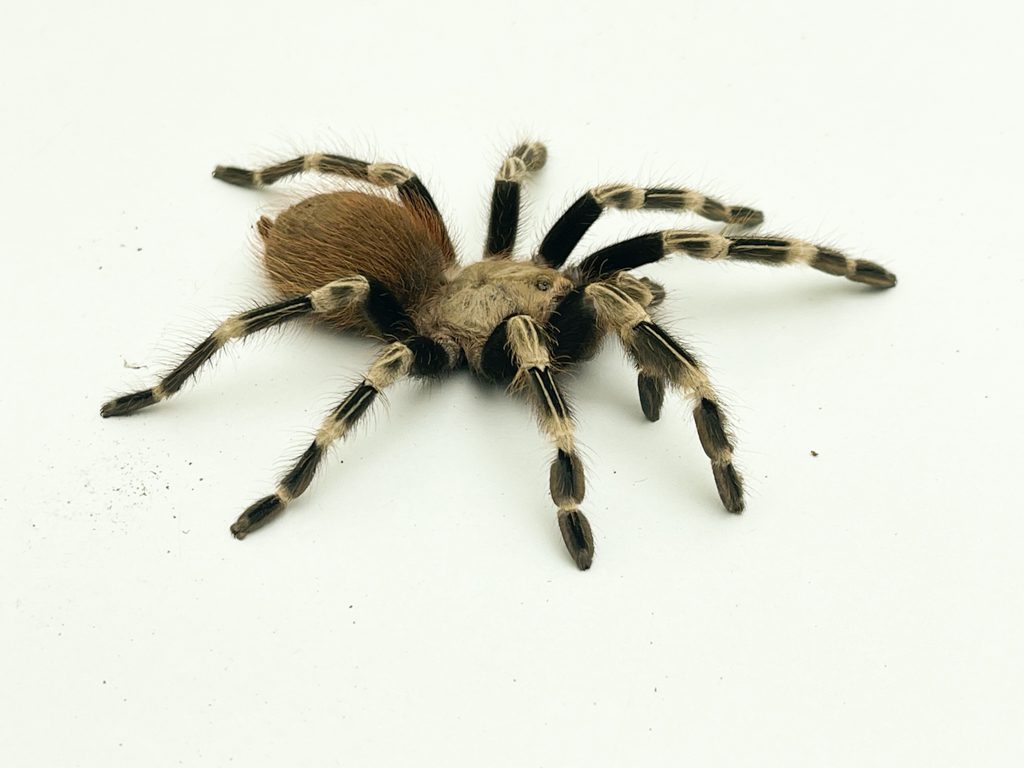 Brazilian Red & White Tarantula 7-10cm