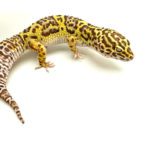 Bell Albino Leopard Gecko CB23