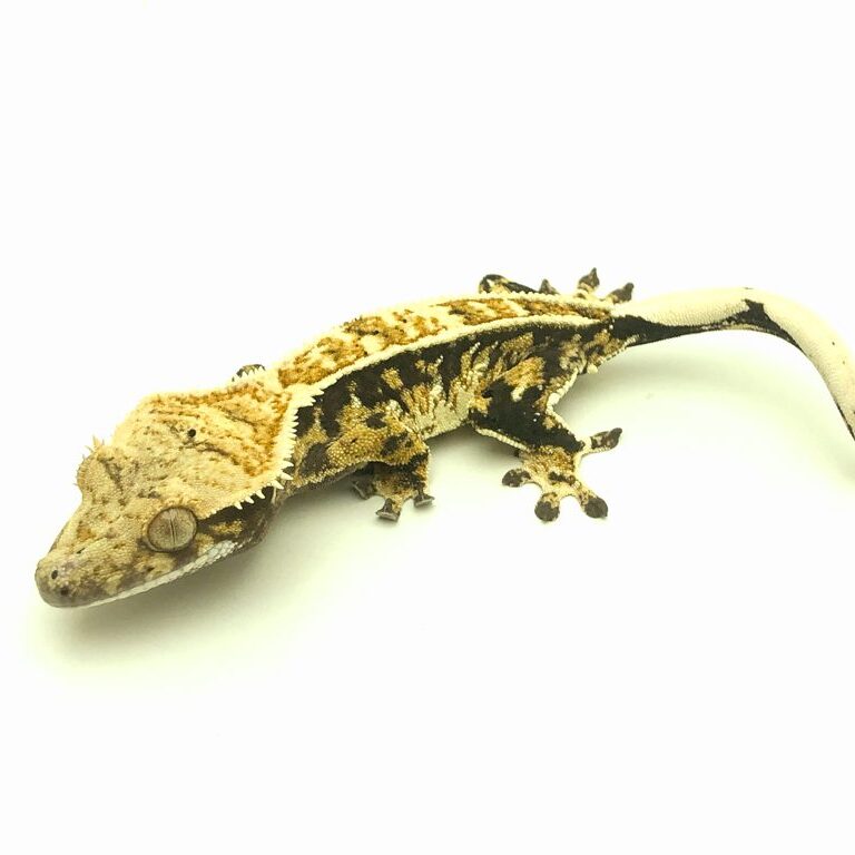 Male Tricolor Harlequin Pinstripe Crested Gecko CB22