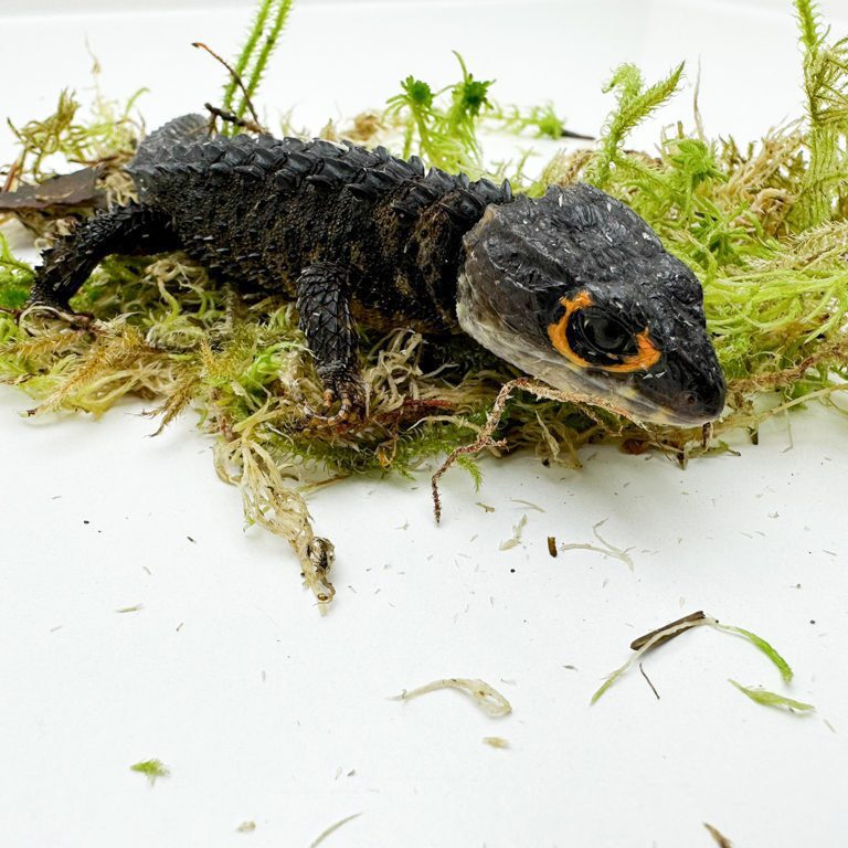 Red Eyed Crocodile Skink LTC