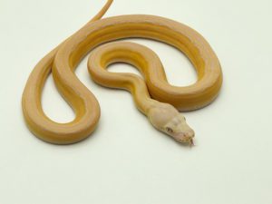 Male White Motley Suntiger poss het Genetic Stripe Dwarf Reticulated Python CB22