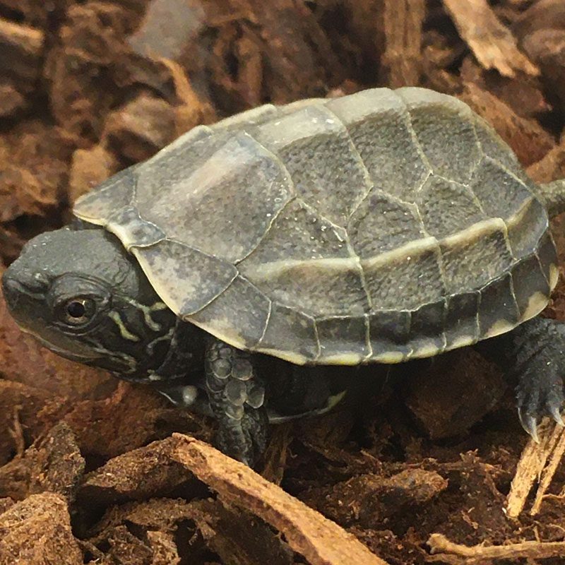 Reeves Turtle