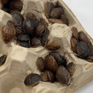 Dubia Cockroaches (bag of 100), Medium