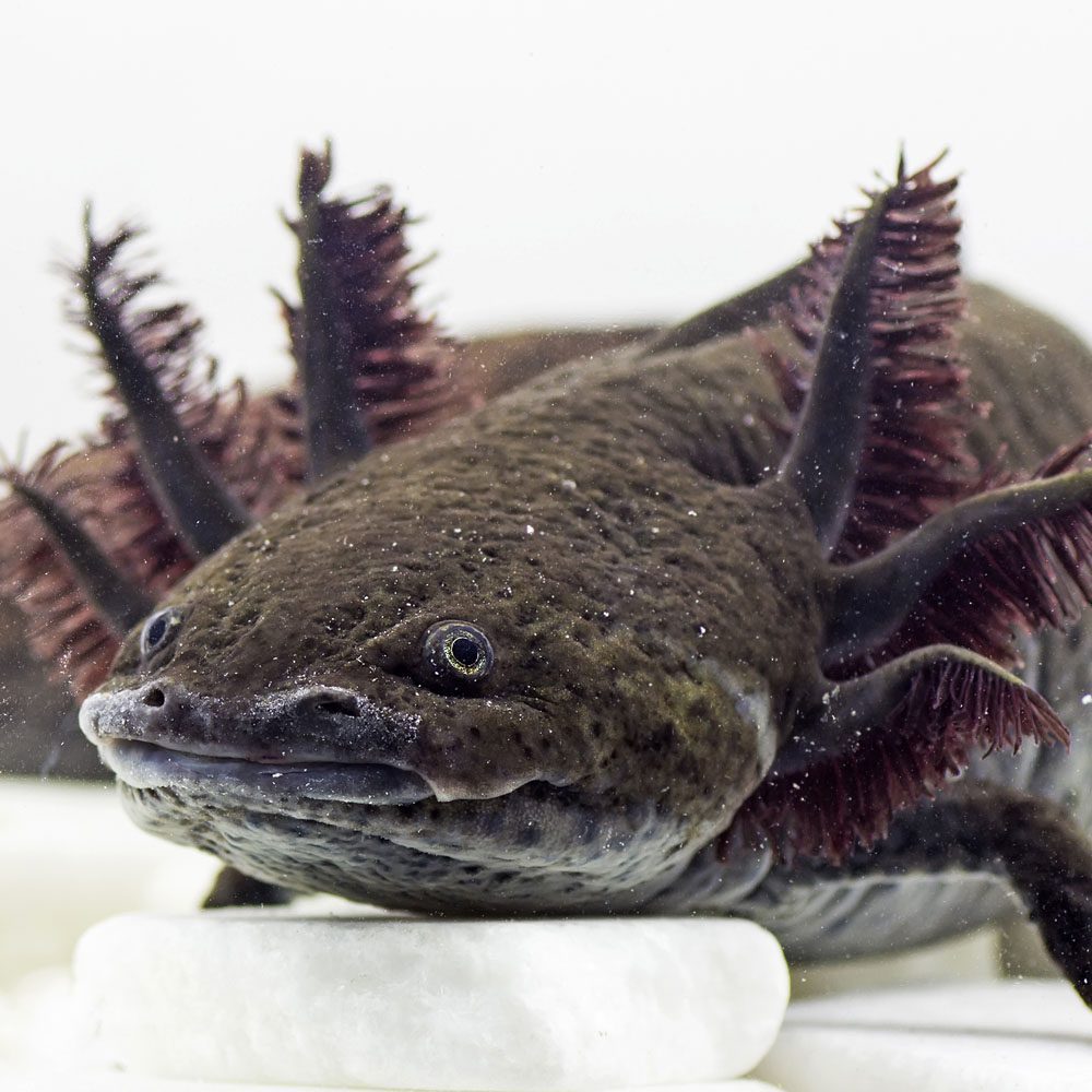 Black Axolotl 7-10cm CB24