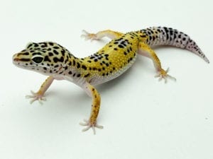Leopard Gecko care sheet