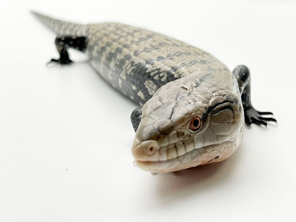 Sorong Blue Tongue Skink CF Juvenile