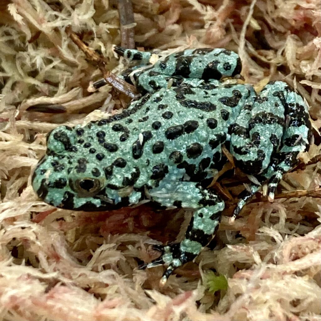 Blue Oriental Fire Bellied Toad 2cm