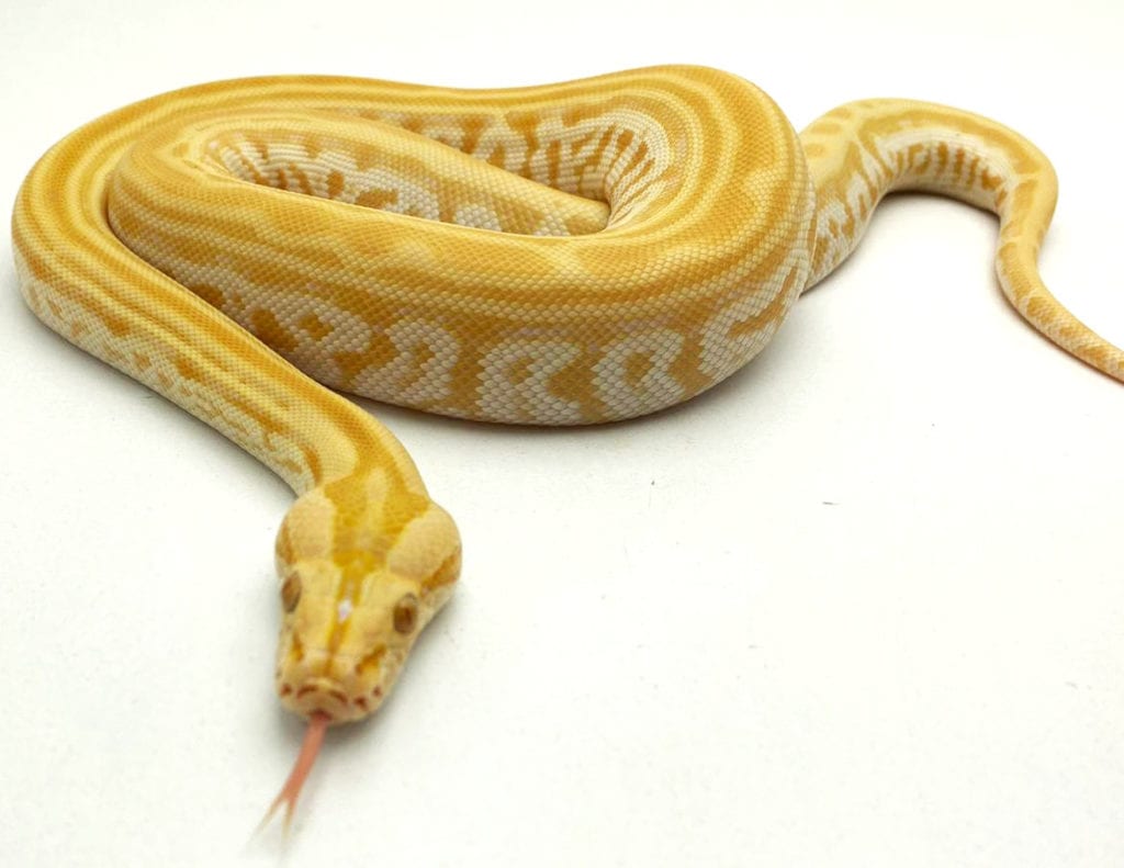 burmese python care